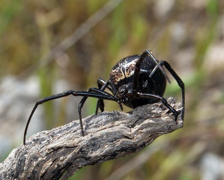 Datei:Latrodectus lilianae f a.JPG