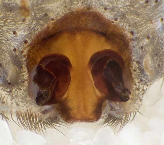 Datei:Lycosa-praegrandis GR-Igoumenitsa 11-10 02-Vulva.jpg