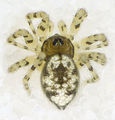 Oecobius-maculatus Ungarn-Buda 09-05 14.jpg