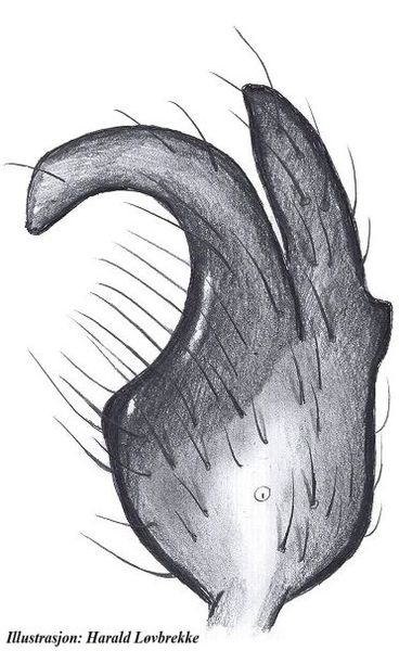 Datei:Walckenaeria lepida tibialapophyse vonOben HLovbrekke.jpg