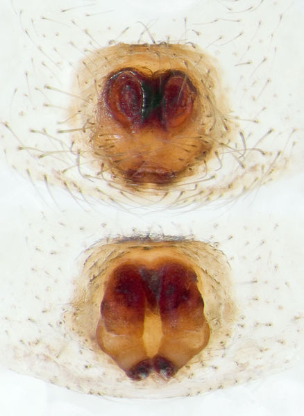 Datei:Xysticus-desidiosus Alpen-Monesi 14-09 02-Epig-Vulva.jpg