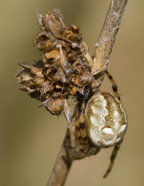 Datei:Araneus quadratus Jungtier 7-6778.jpg