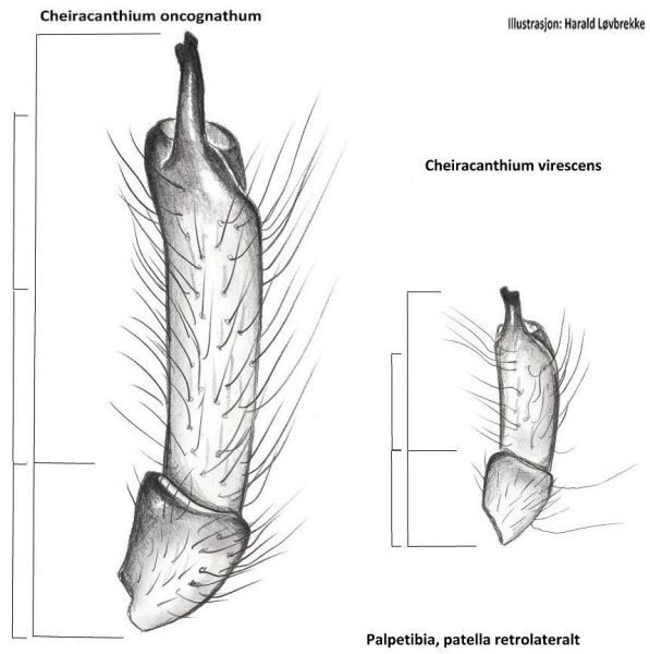 Datei:Cheiracanthium oncognathum virescens palpetibia HLovbrekke.jpg