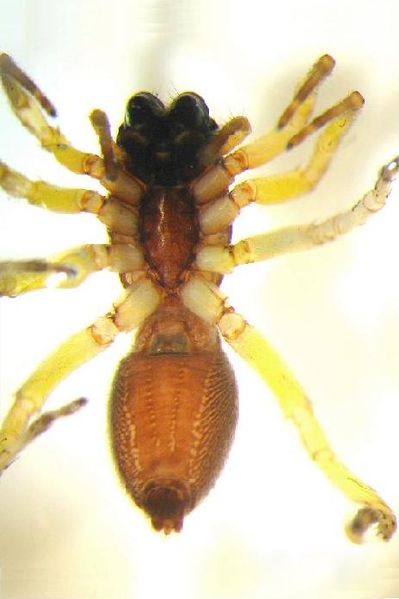 Datei:Clubiona brevipes 101.JPG