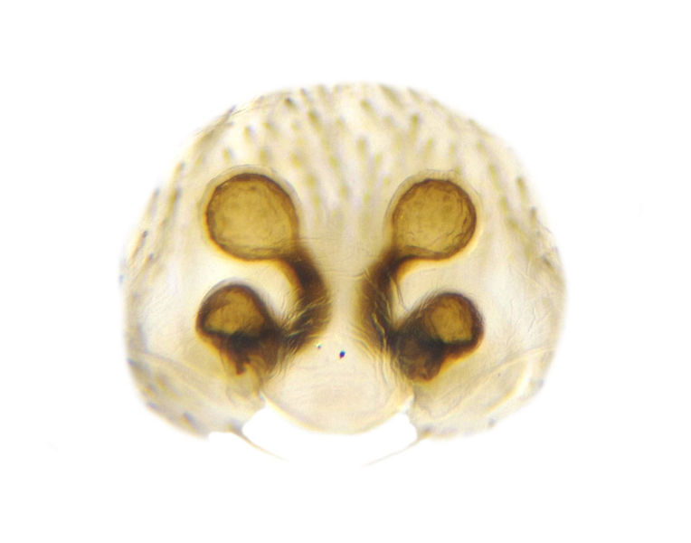 Datei:Drassodes lapidosus female A5772 PM5251.jpg