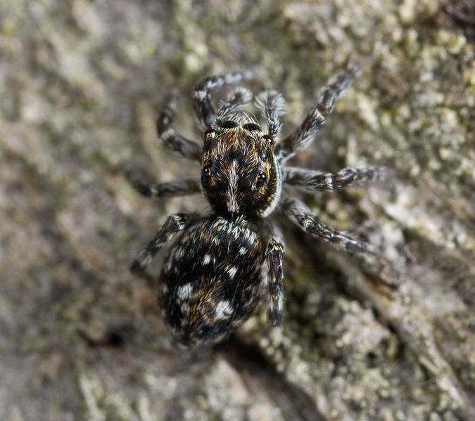 Datei:Sitticus-terebratus Fichtenberg7024 10-07 05.jpg