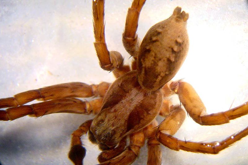 Datei:Alopecosa fabrilis 4 1024.jpg