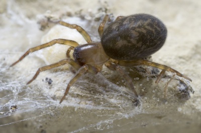Amaurobius-erberi Sardinien-Baratz 13-06 01.jpg