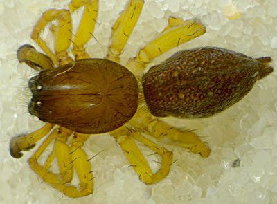 Clubiona brevipes m dorsal-800.jpg