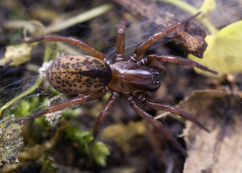 Datei:Coelotes-mediocris Alpen-Berzin 14-09 03-female.jpg