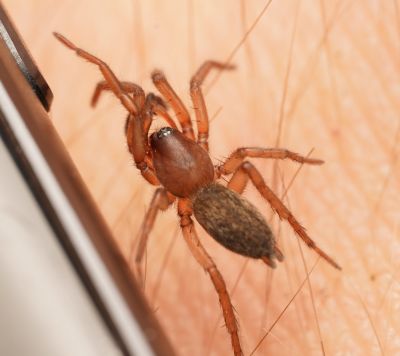 Haplodrassus aenus Wasserauen 5.Jun.2026.jpg