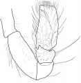 Pedipalpus retrolateral