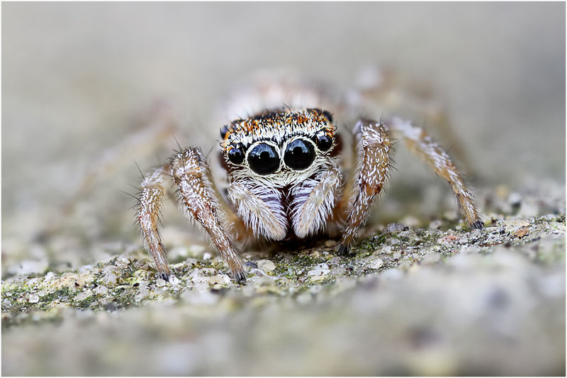 Datei:Icius subinermis female frontal Schaefer.jpg