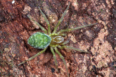 Nigma walckenaeri f (3).JPG