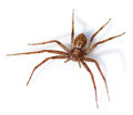 Philodromus cespitum female 600.jpg