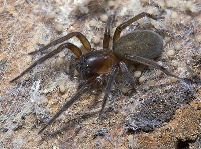 Amaurobius-scopolii Alpen-SanBernardo 14-09 01-female.jpg
