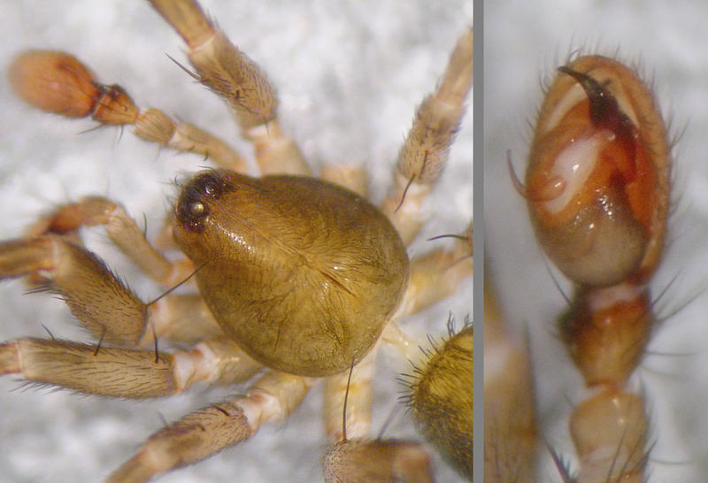 Datei:Apostenus fuscus 14 1024.jpg