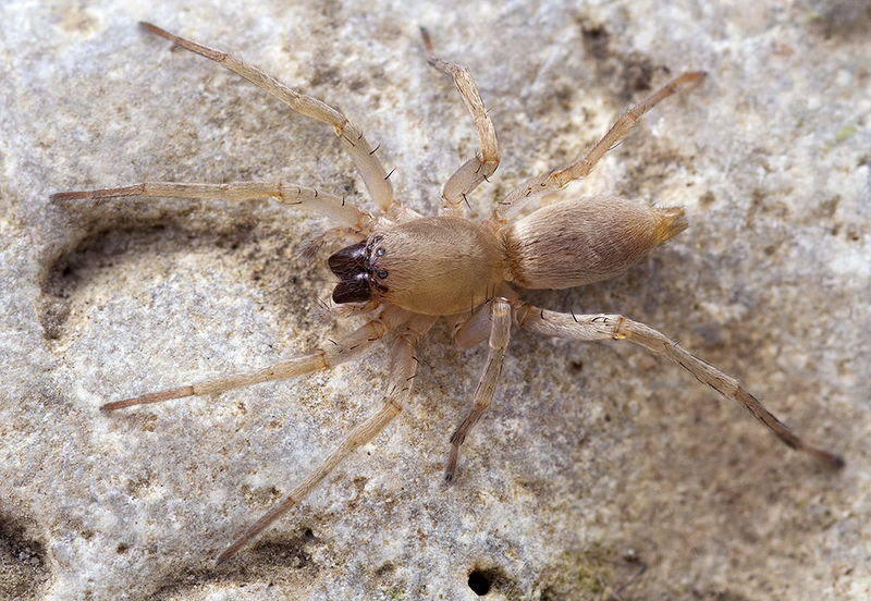 Datei:Clubiona-similis Rennes-les-Bains 15-12 01-female.jpg