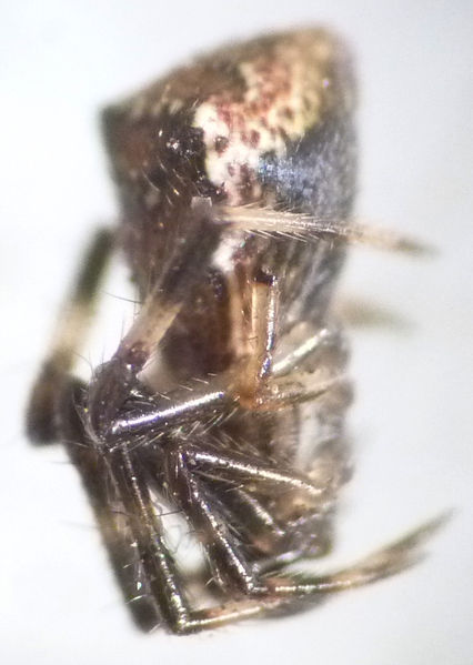 Datei:Episinus-Schreckstellung.jpg