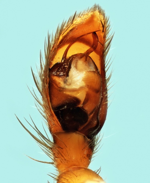 Datei:Gnaphosa tigrina male 20170921111625-c2b8be07-me.jpg
