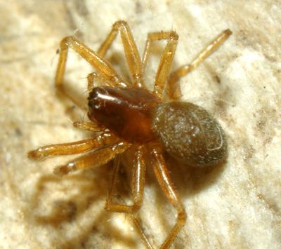 Gnathonarium dentatum female.JPG