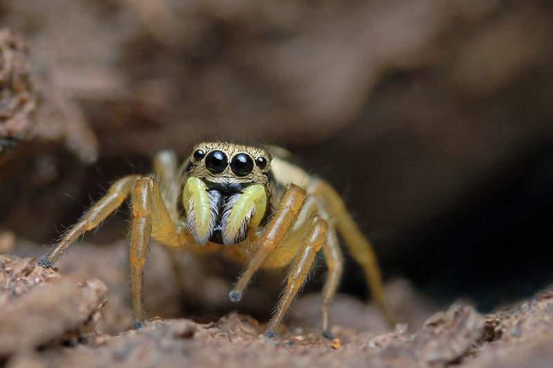 Datei:Melinus Helwig2.jpg