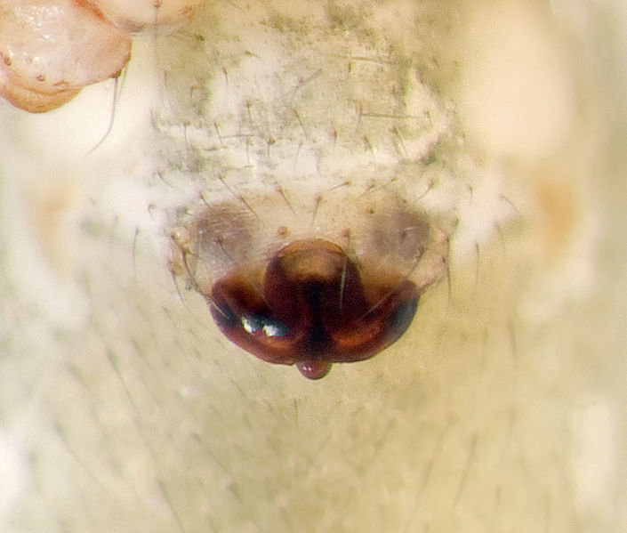 Datei:Oreonetides-glacialis Alpen-Matterhorn 14-09 02-Epigyne.jpg