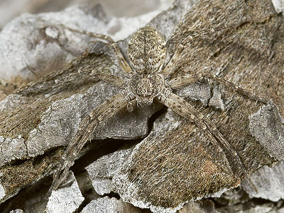 Philodromus-emarginatus Dammbachsgrund 09-07 07.jpg