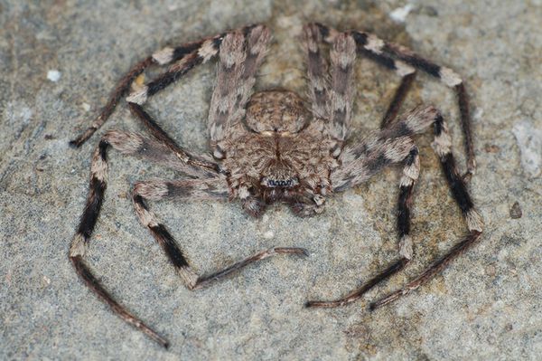 Selenopidae Wiki der Arachnologischen Gesellschaft e. V.