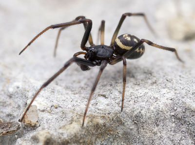 Steatoda-incomposita Maury 15-12 01-male.jpg
