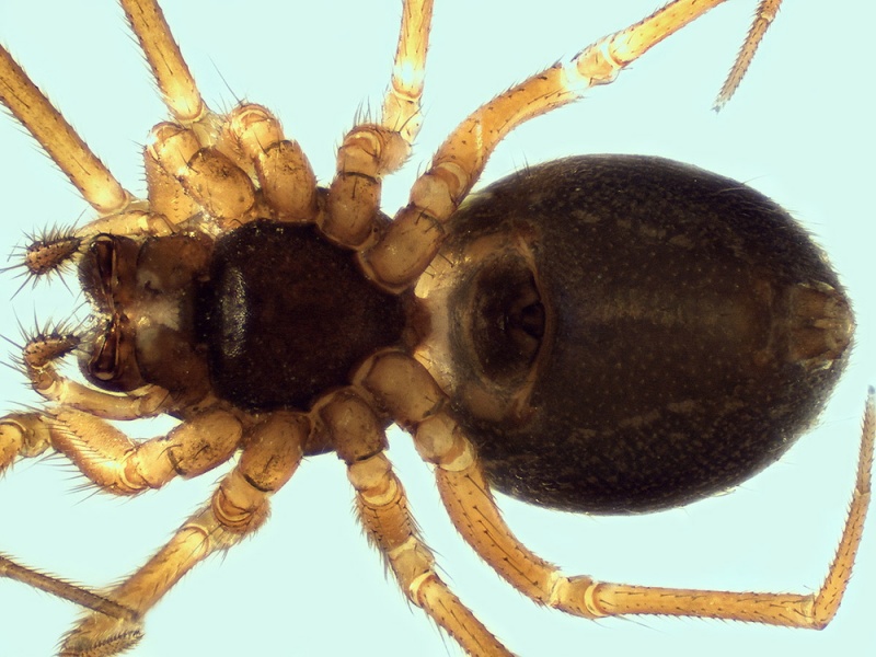 Datei:Trichoncus auritus female 20151020172304-fba9059c-me.jpg
