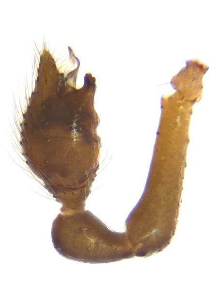 Datei:Crustulina sticta male A5602 PM5340.jpg