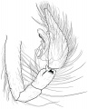 Pedipalpus retrolateral
