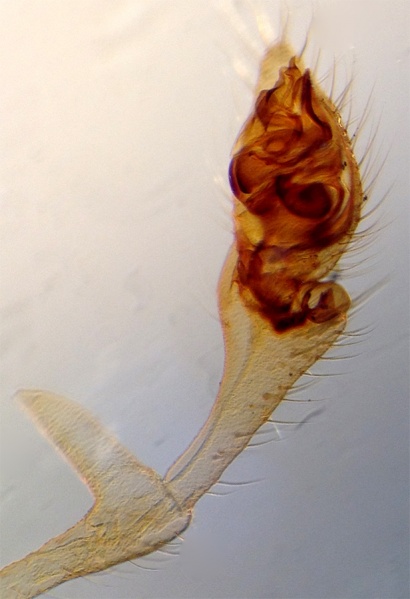 Datei:ErigoneRemotaPedipalp1.jpg