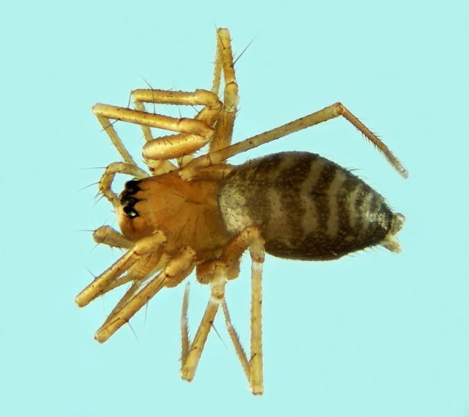 Datei:Palliduphantes dentatidens female 20170503133637-929b2770-me.jpg