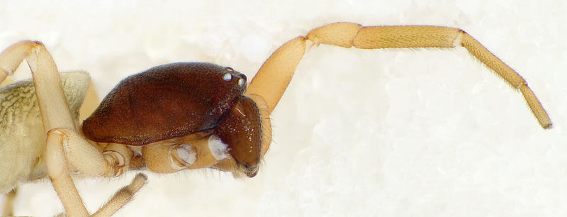 Datei:Paratrachelas-maculatus AT-Wien 11-10 02-Prosoma.jpg