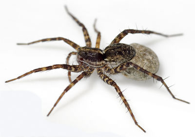 Pardosa-prativaga Tiefurt 08-06 01.jpg