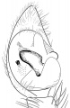 Pedipalp ventral (rechts)