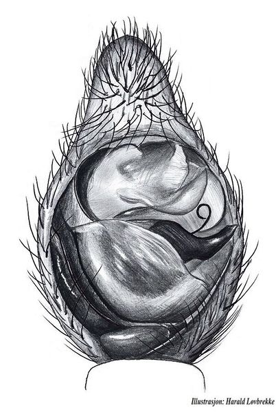 Datei:Trochosa terricola palp und HLovbrekke.jpg