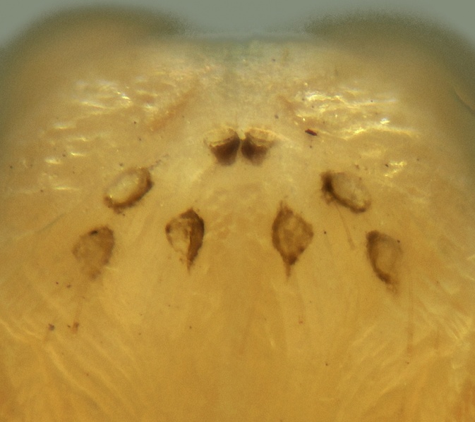 Datei:Troglohyphantes nyctalops female eyes 20180107190802-6fdadc1e-me.jpg