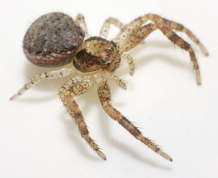 Datei:Xysticus-lanio Frits-Broekhuis 10-08 01.jpg