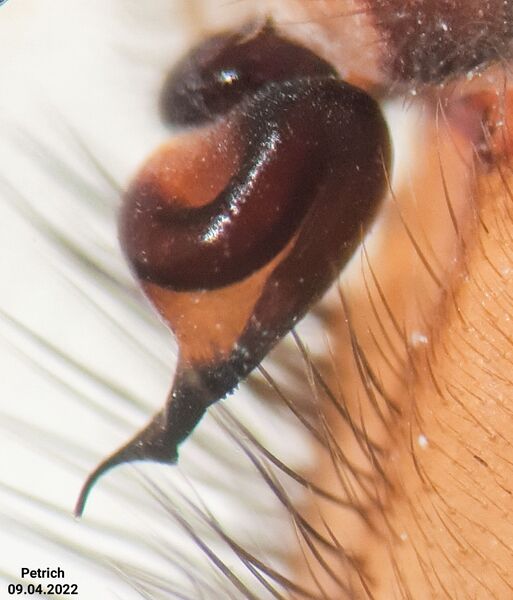 Datei:Brachythele langourovi male Bulgaria bulbus1.jpg