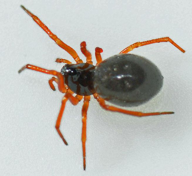 Datei:Dismodicus elevatus m do JGuttenberger.JPG