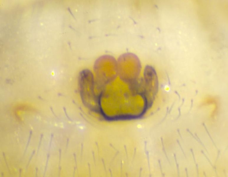 Datei:Rugathodes instabilis epigyne-800.jpg