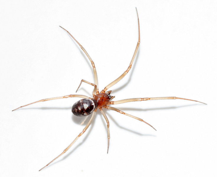 Datei:Steatoda-grossa-male.jpg