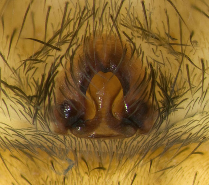 Datei:Trochosa-hispanica Sardinien-DueneBach 13-04 03-Epig.jpg