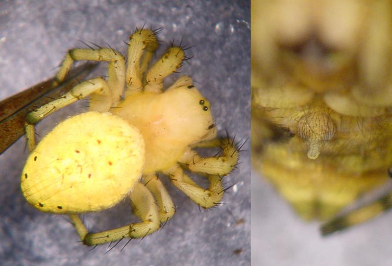 Datei:Araniella alpica 2 1024.jpg