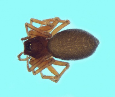 Didectoprocnemis cirtensis w do 1,88mm Flussufer Villefalse FR POger.jpg