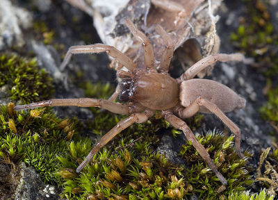 Drassodex-validior Alpen-SanBernardo 14-09 02-female.jpg