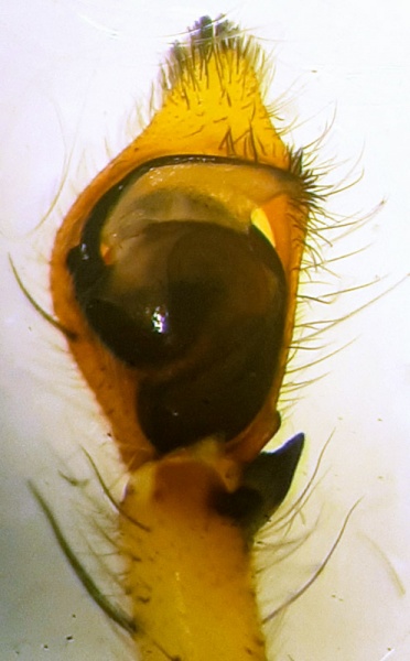 Datei:Longipalpis pedipalp ventral.jpg